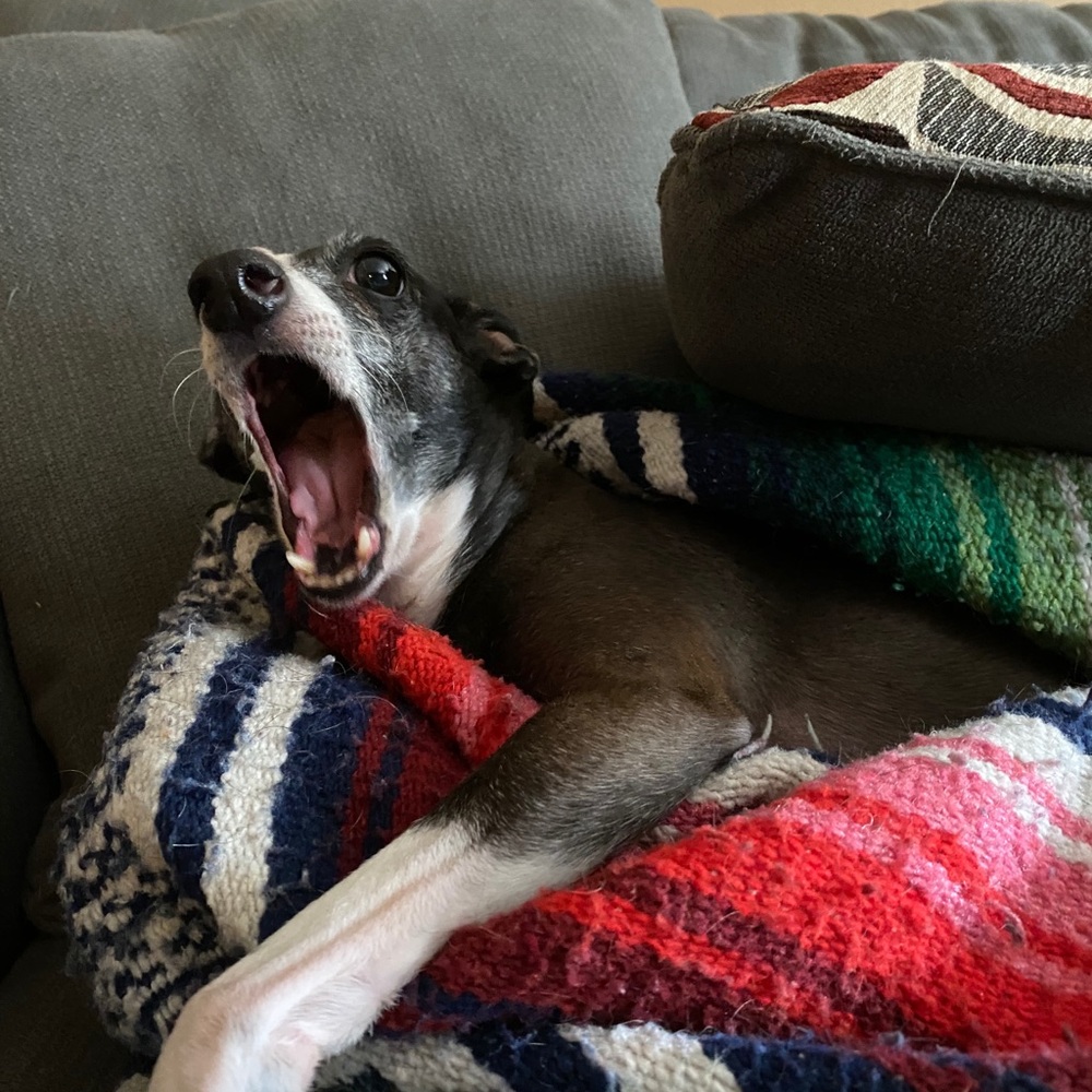 Meet your Posher, Andrea